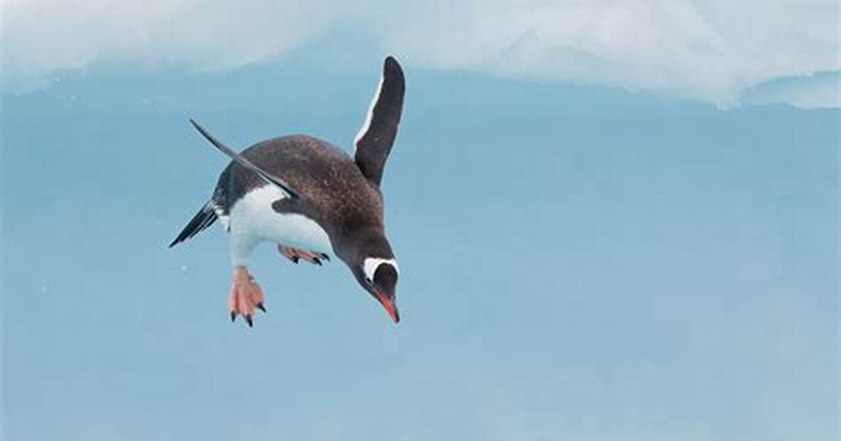 Can Certain Penguins Fly?