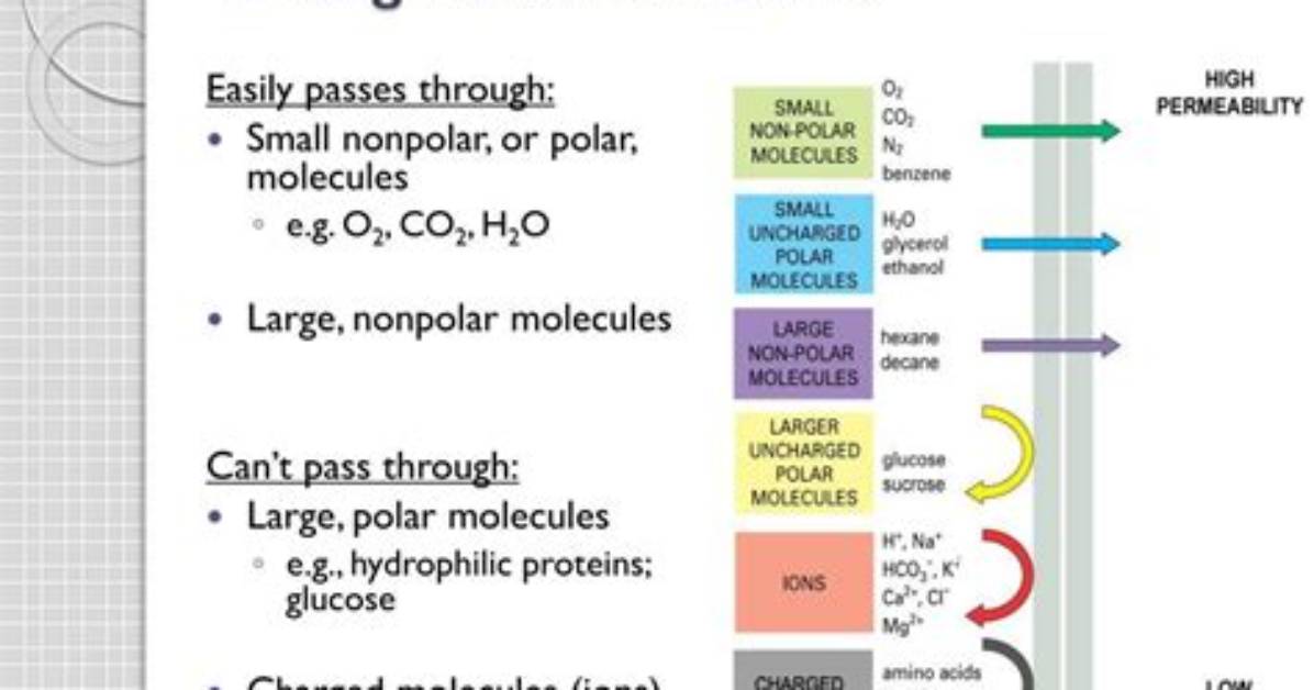 Can Charged Molecules Pass Through the Membrane?