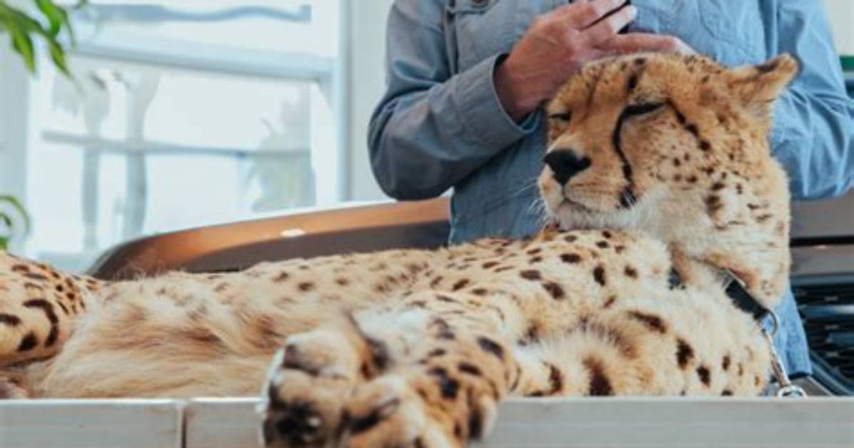 Can Cheetahs Be Petted?