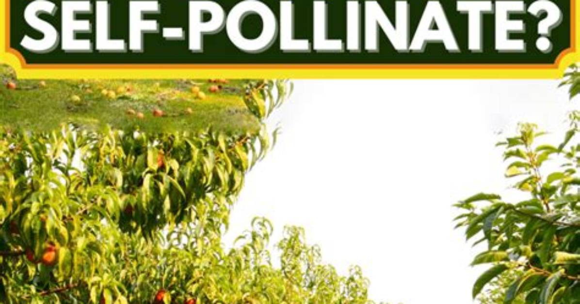 Can Cherry Trees Self Pollinate