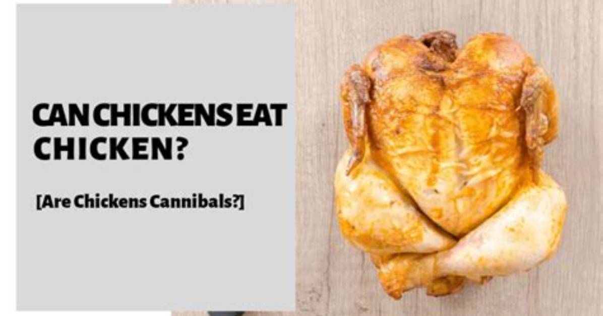 Can Chickens Be Cannibals?