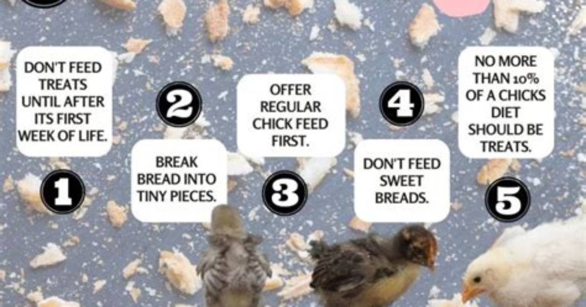 Can Chickens Eat Bread?