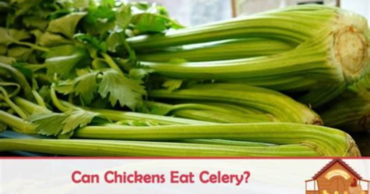 Can Chickens Eat Celery?
