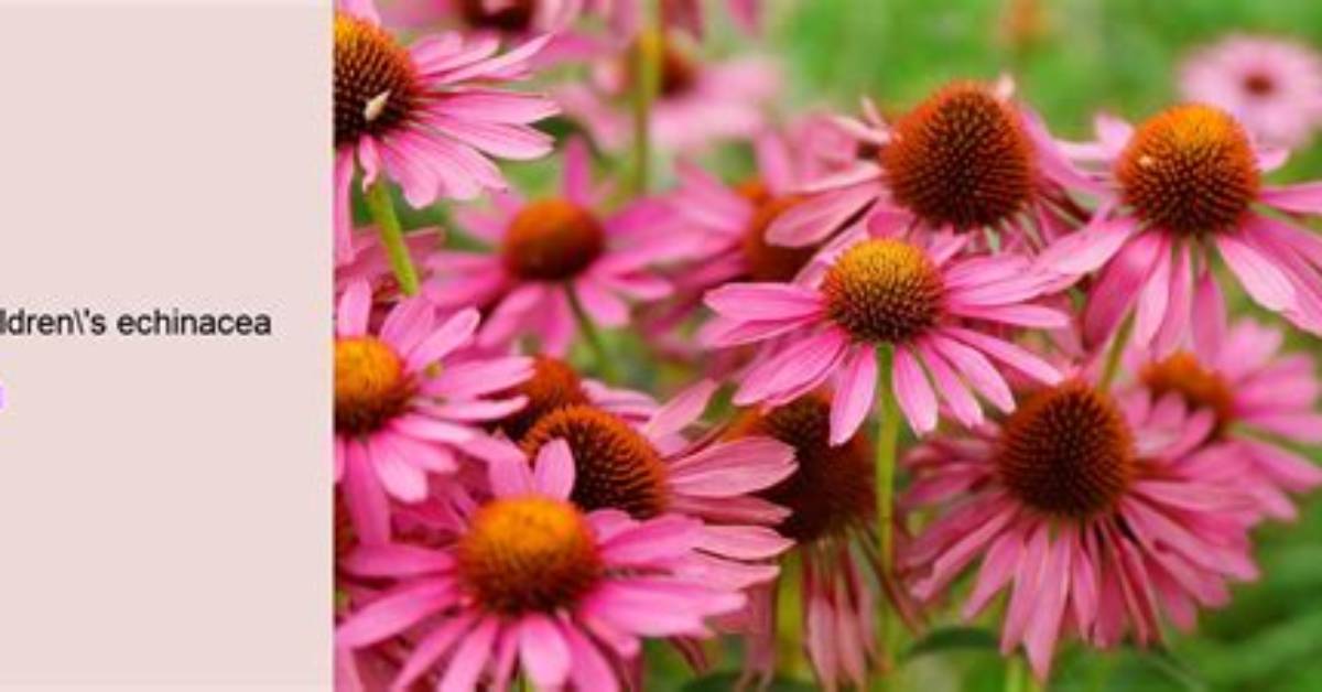 Can Children Take Echinacea