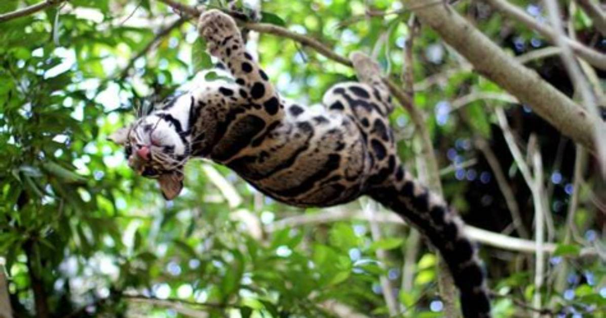 Can Clouded Leopards Climb?
