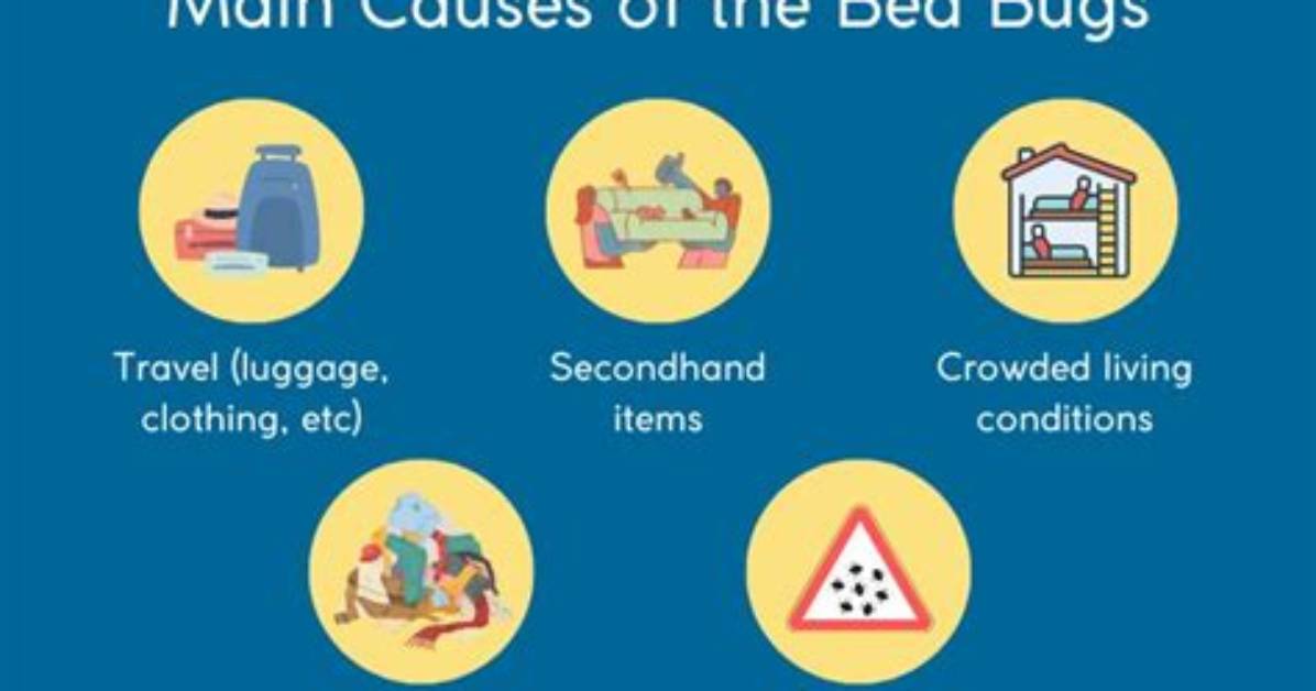 Can Clutter Cause Bed Bugs?