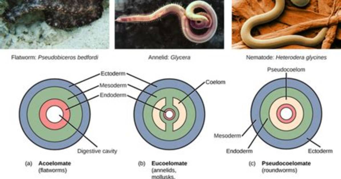Can Cnidarians Be Called Acoelomates?