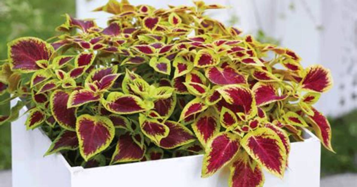 Can Coleus Come Back Every Year