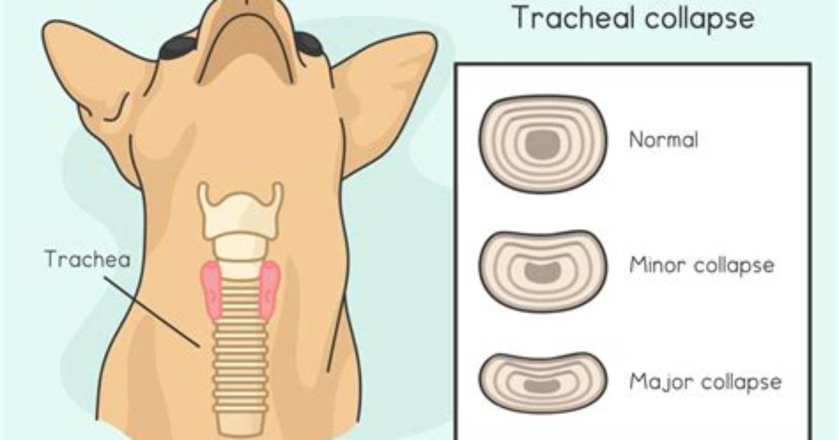 Can Collapsed Trachea Kill Dogs?