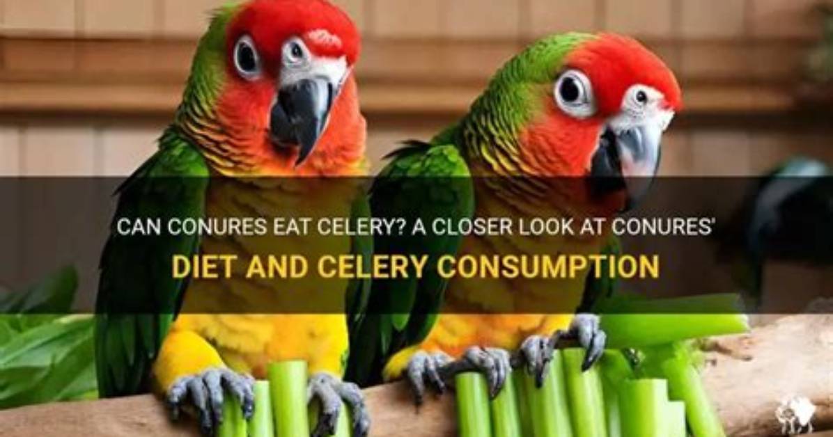 Can Conures Eat Celery?