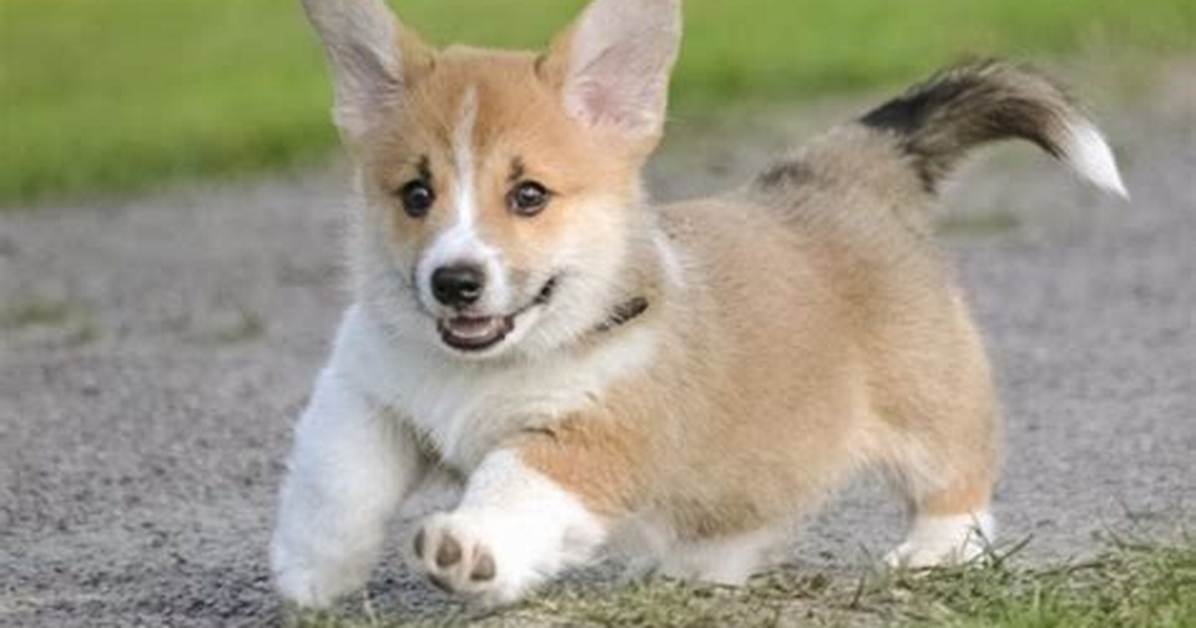 Can Corgis Run Long Distances?