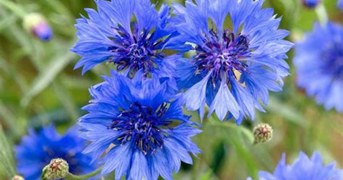 Can Cornflowers Be Moved?