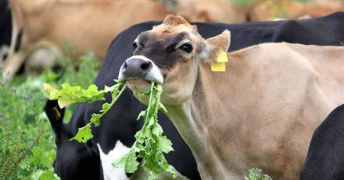 Can Cows Eat Fish?