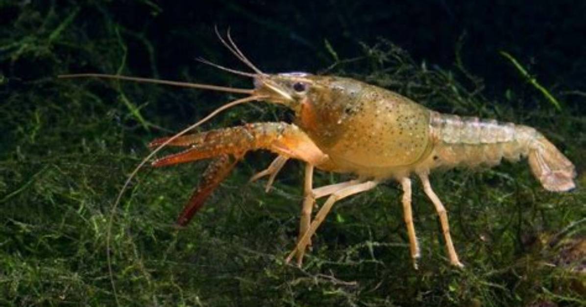 Can Crayfish Regenerate
