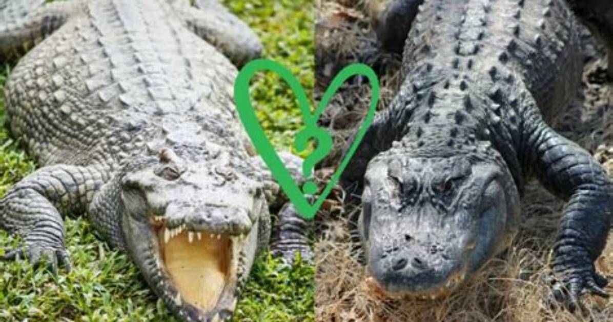 Can Crocodiles and Alligators Mate?