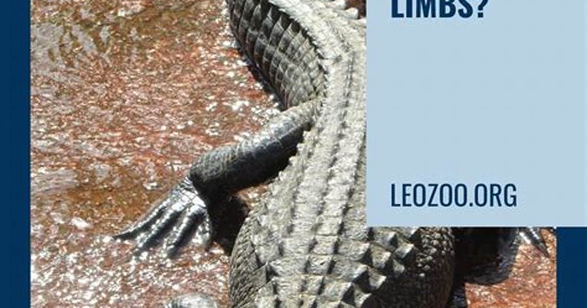 Can Crocodiles Regrow Limbs?