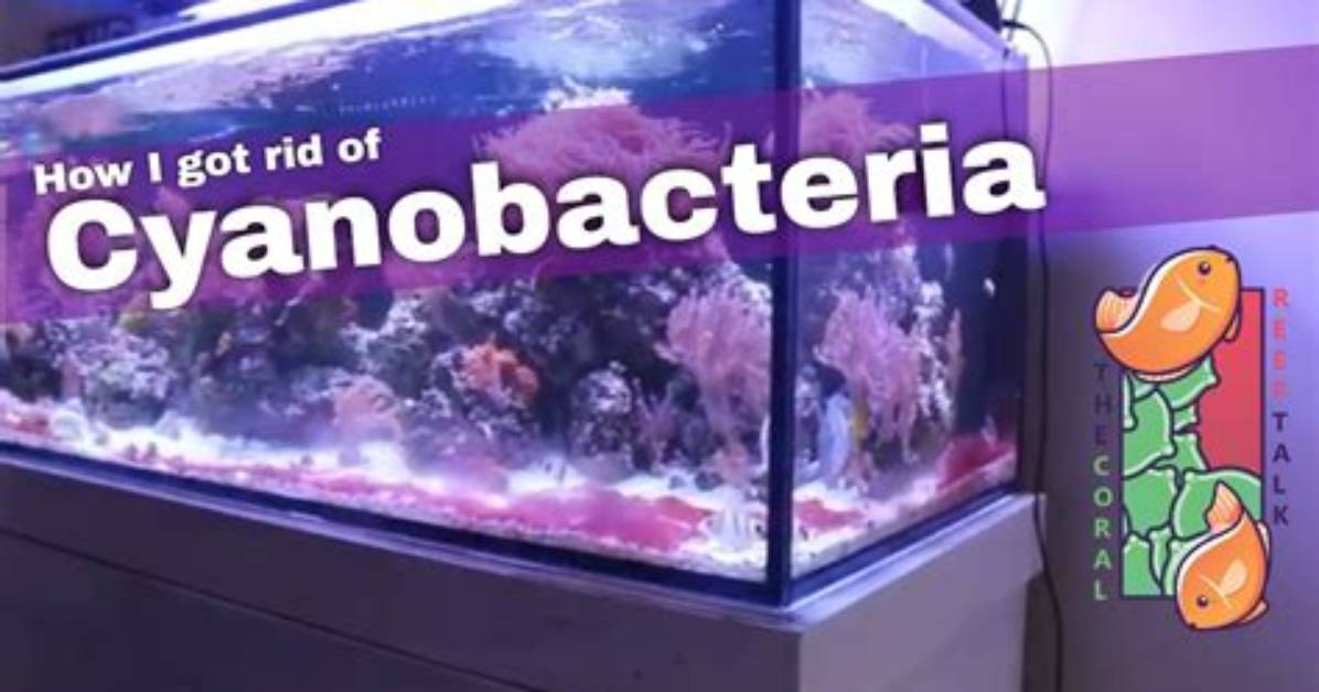 Can Cyano Kill Fish?