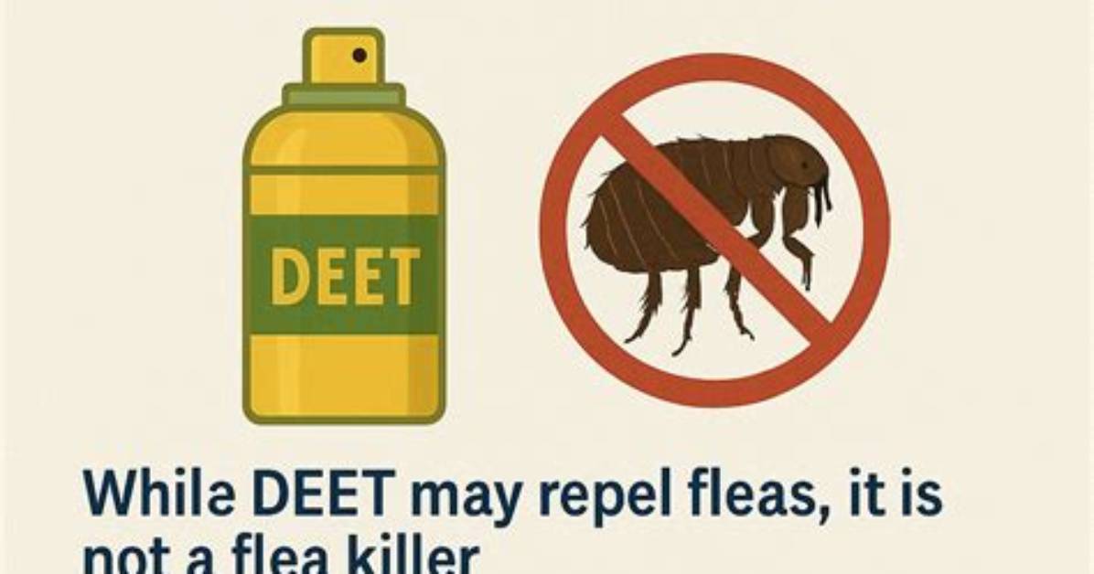 Can Deet Kill Fleas?