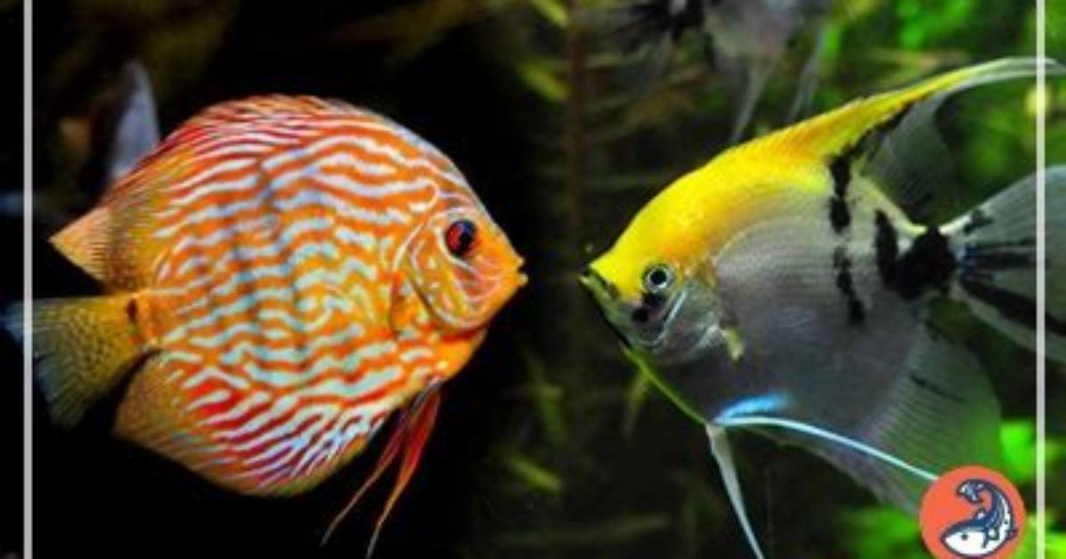 Can Discus Go with Angelfish