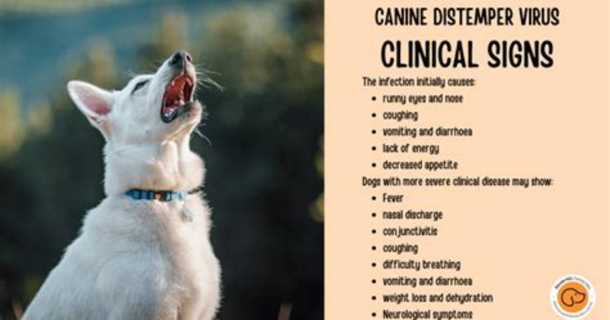 Can Distemper Kill Dogs