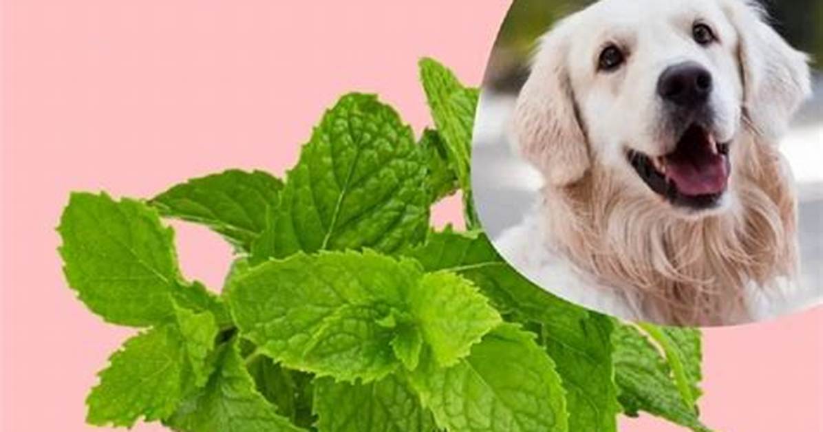 Can Dogs Eat Mints?