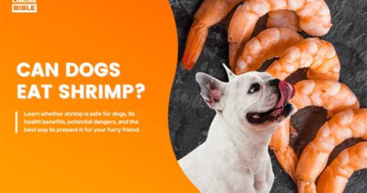 Can Dogs Eat Shrimp?