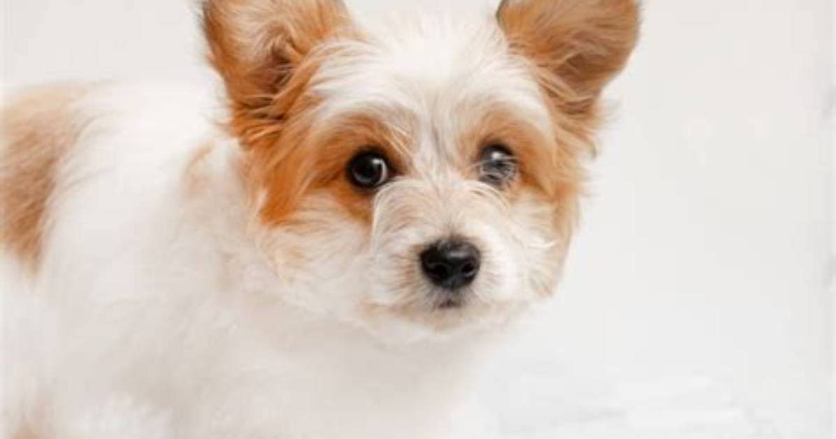 Can Dogs Get Aids?