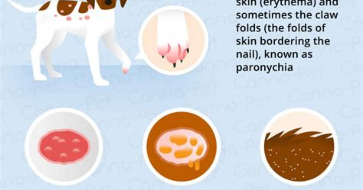Can Dogs Get Ringworm?