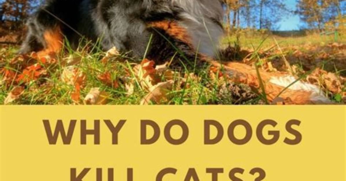 Can Dogs Kill Cats?