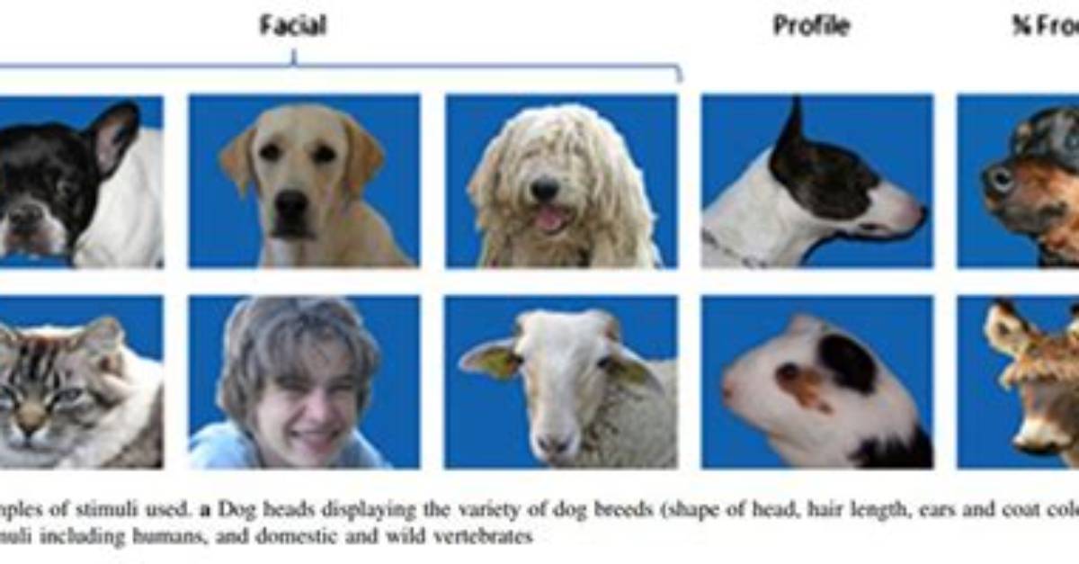 Can Dogs Recognize Faces?