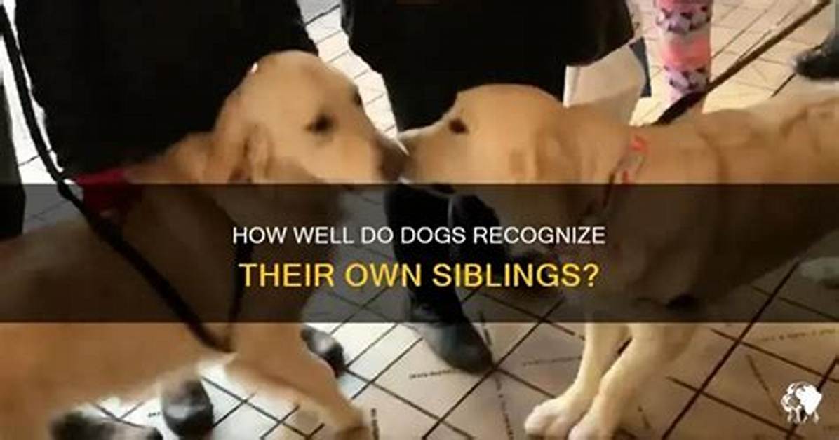 Can Dogs Recognize Their Siblings?