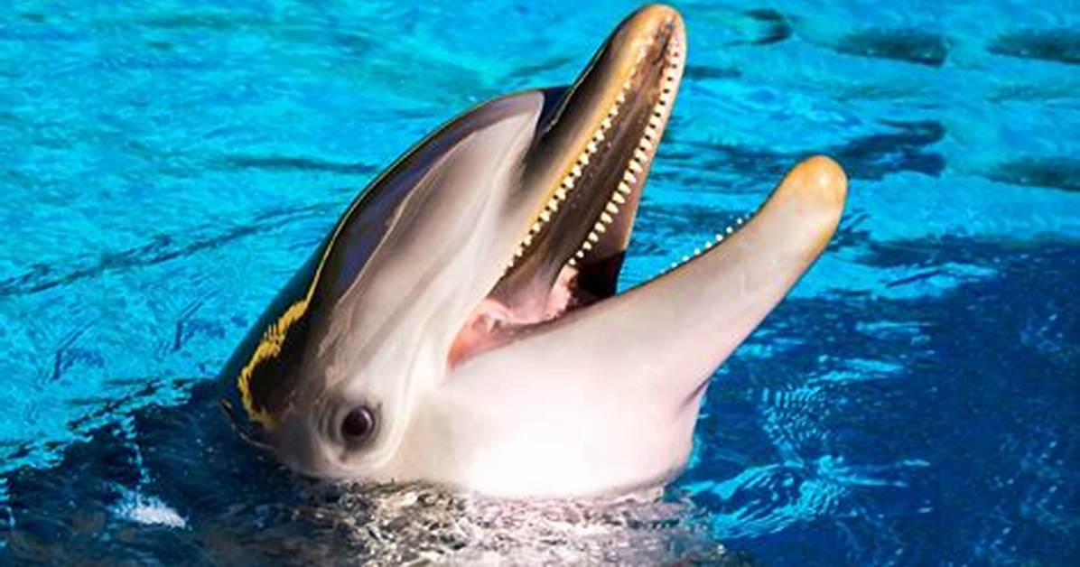 Can Dolphins Bite You?