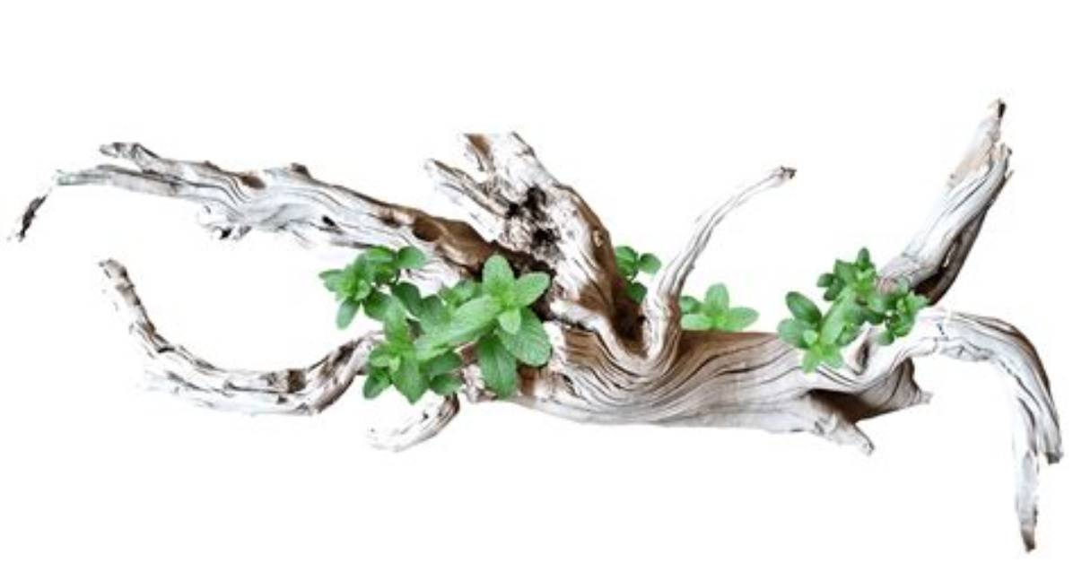 Can Driftwood Kill Fish?