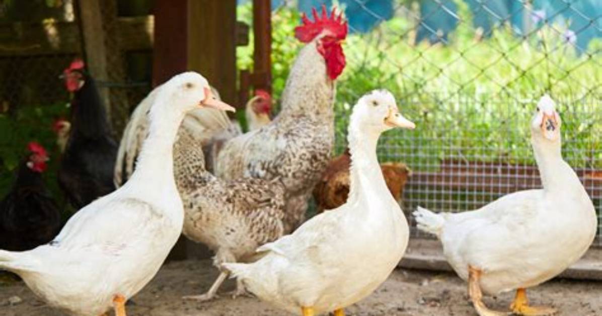 Can Ducks Be Kept with Chickens?
