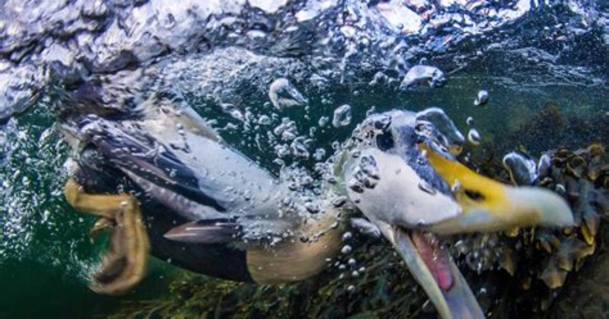 Can Ducks Dive