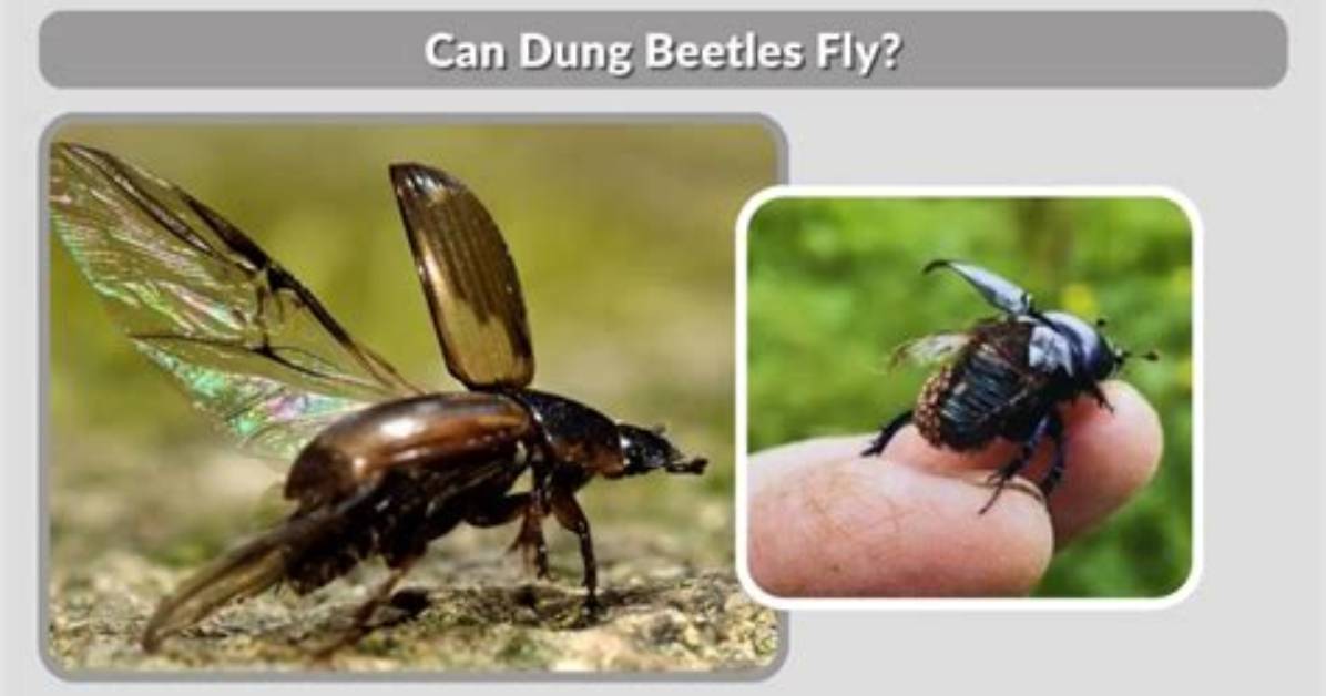 Can Dung Beetles Fly?