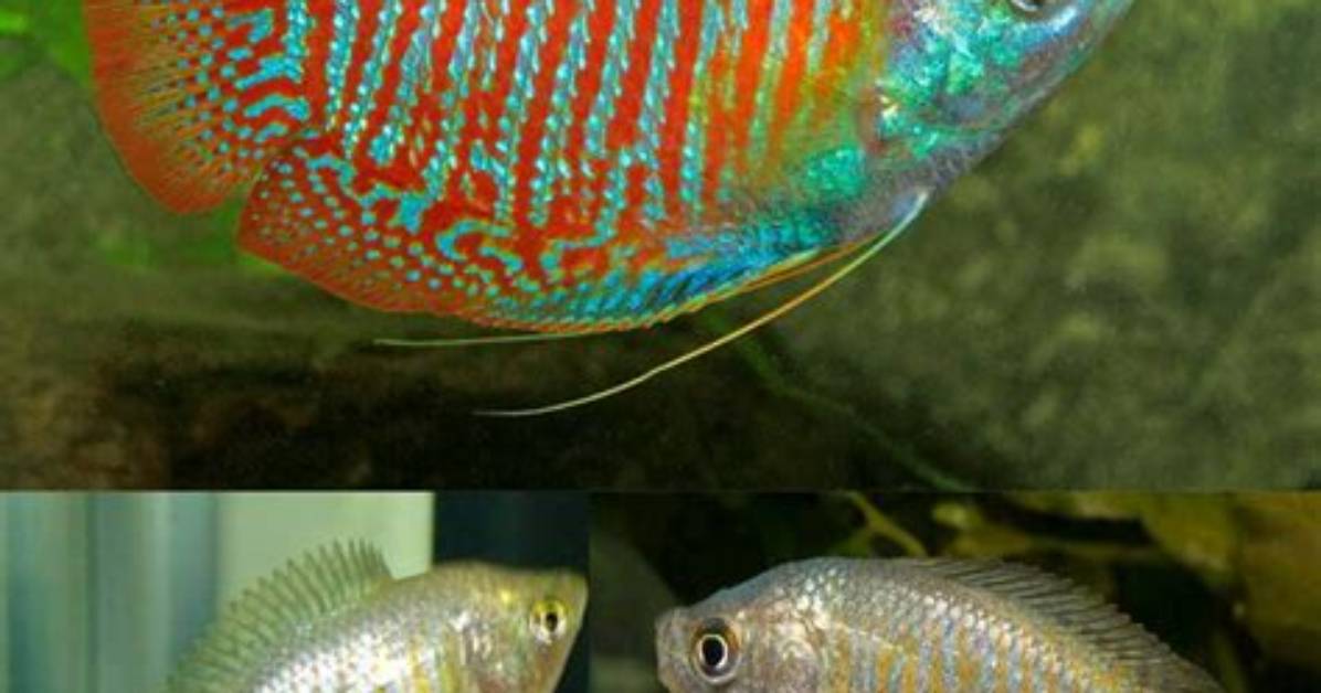 Can Dwarf Gourami Live Alone?