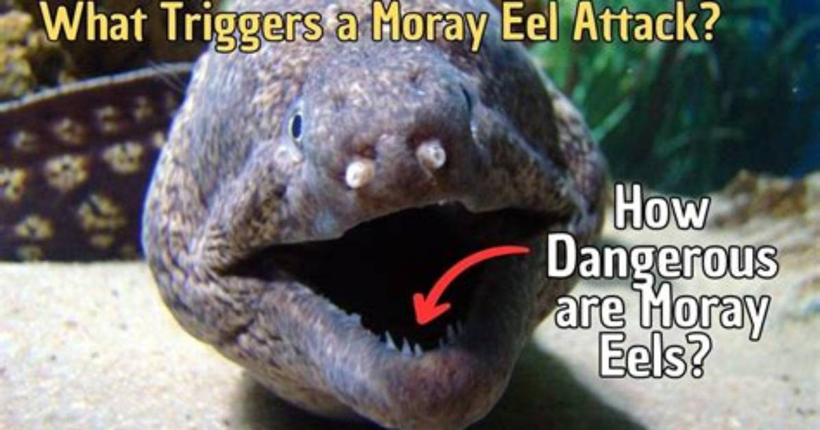 Can Eels Kill You?