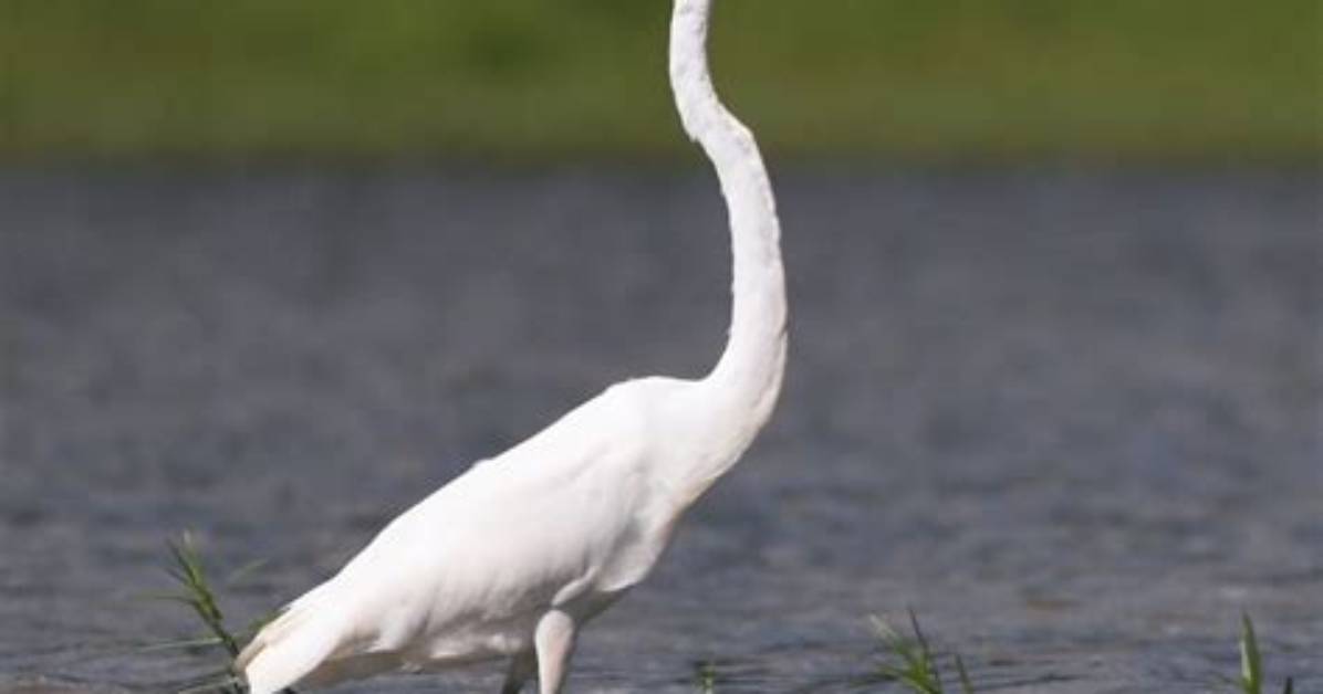 Can Egrets Be Pink?
