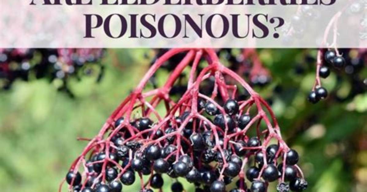 Can Elderberry Be Toxic