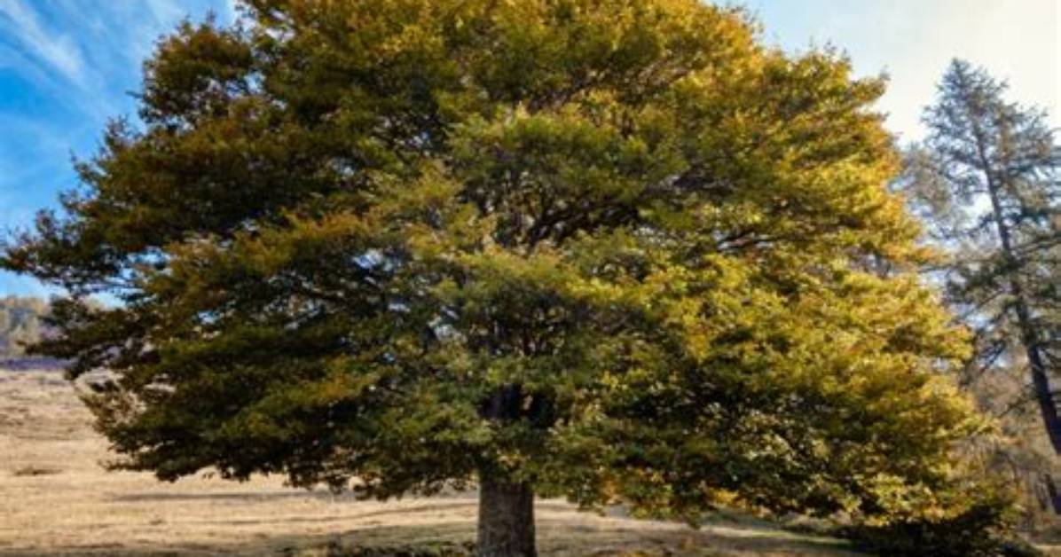 Can Elms Be Plural?