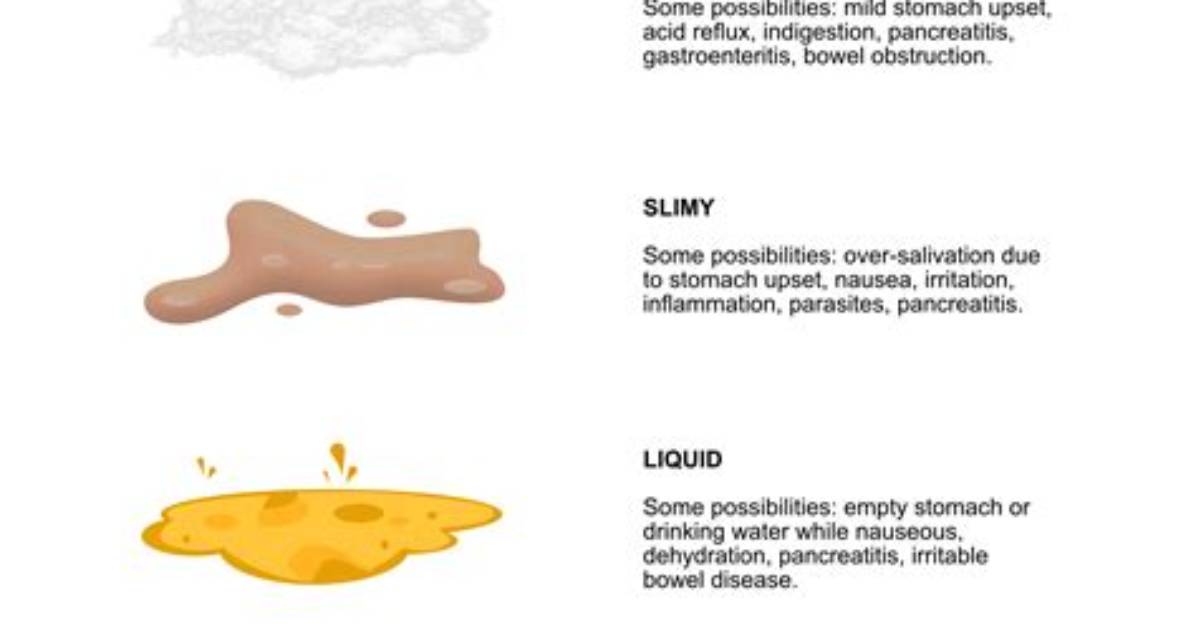 Can Empty Stomach Vomit?