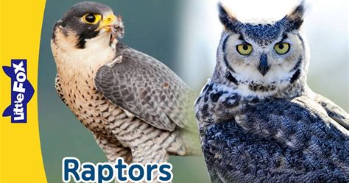 Can Falcons Be Pets?