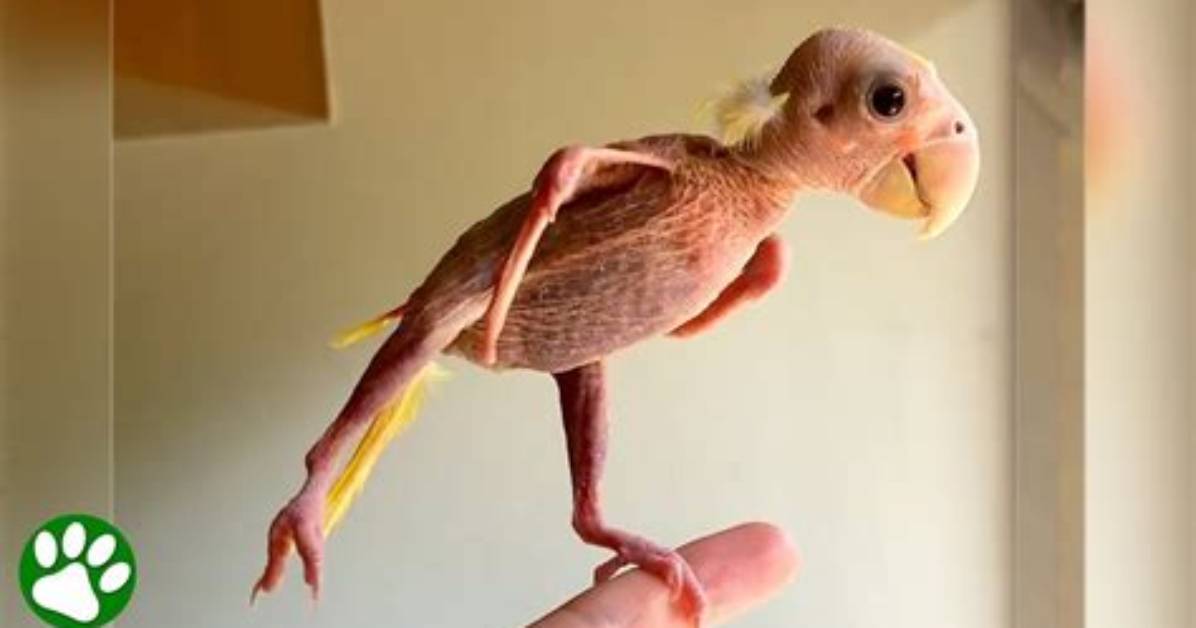 Can Featherless Birds Fly?