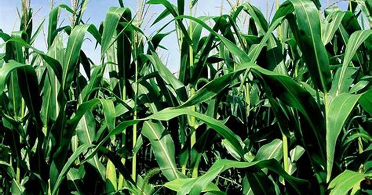 Can Field Corn Pollinate Sweet Corn?
