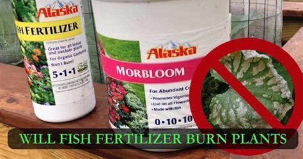 Can Fish Emulsion Burn Plants
