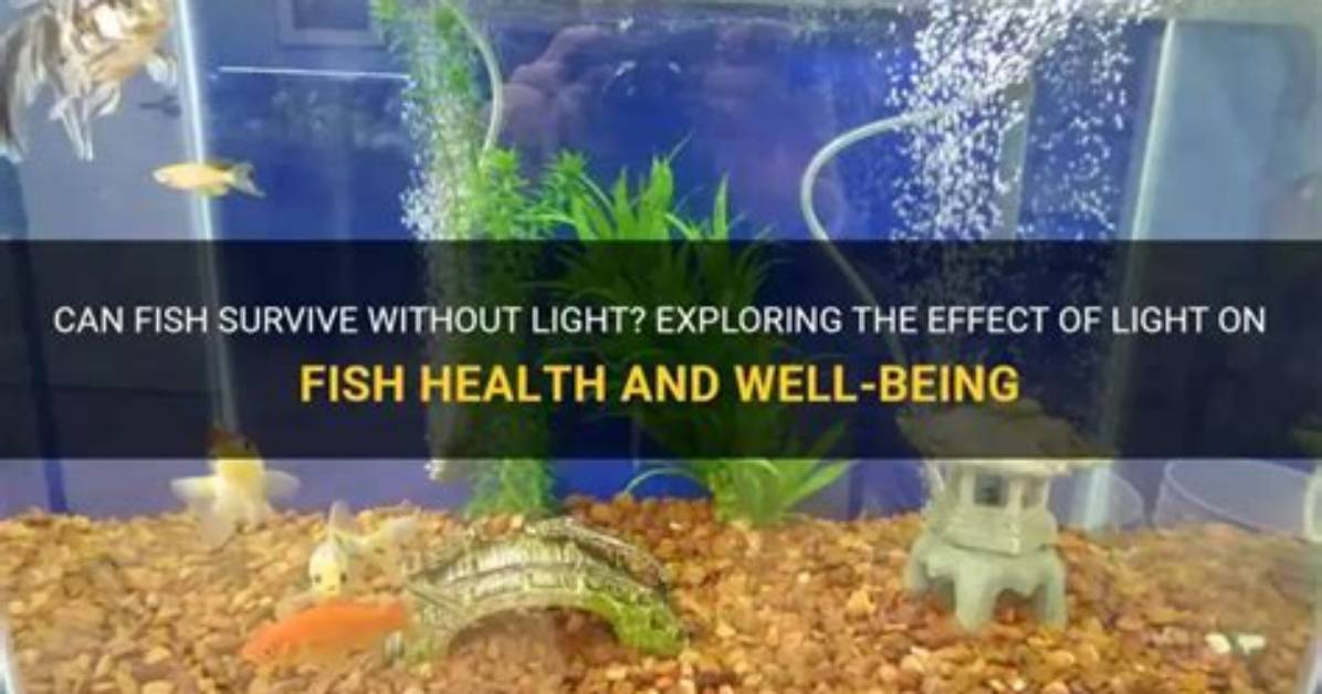 Can Fish Live Without Light?