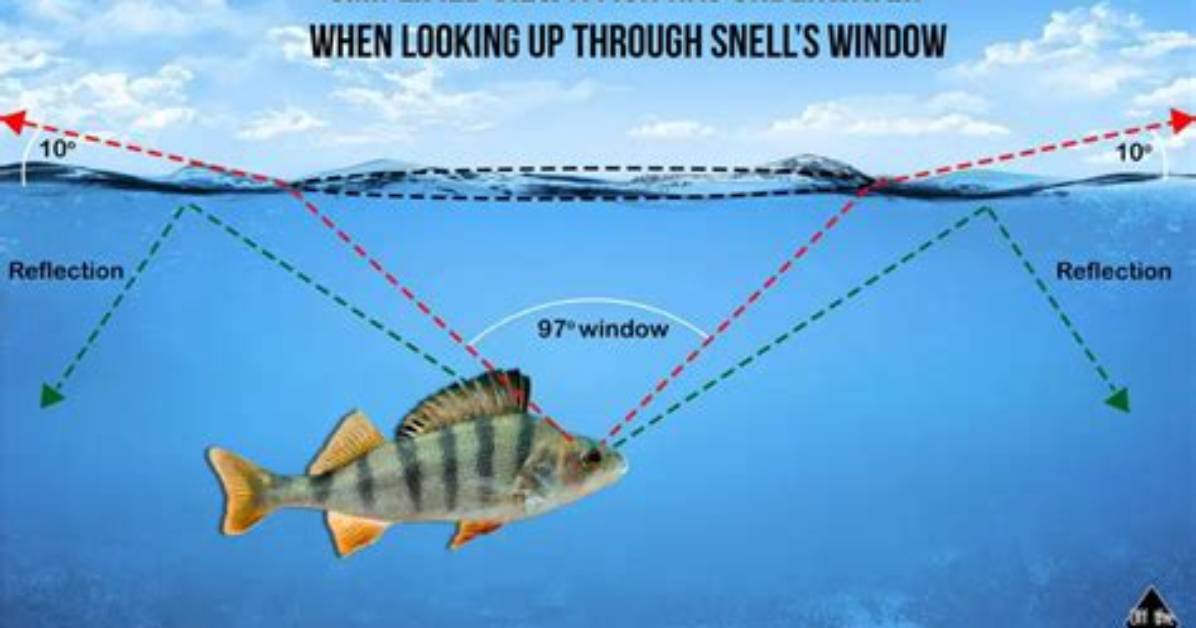 Can Fish See Themselves in Glass?