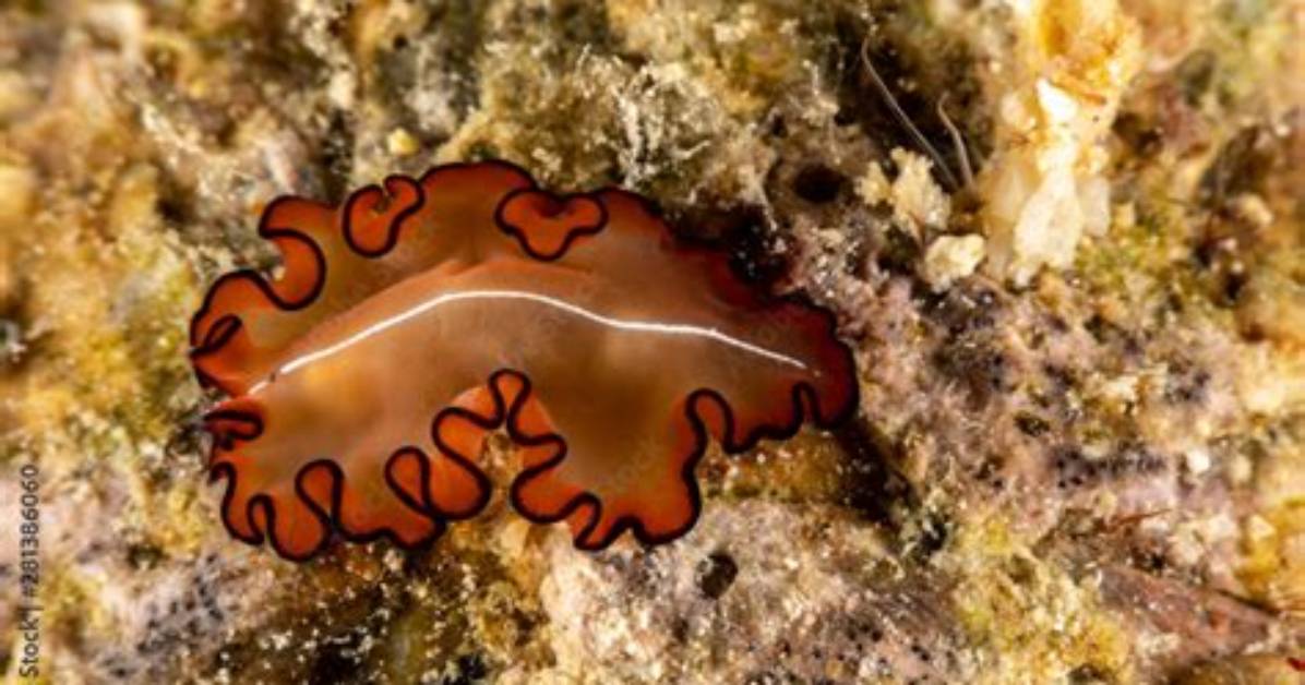 Can Flatworms Die