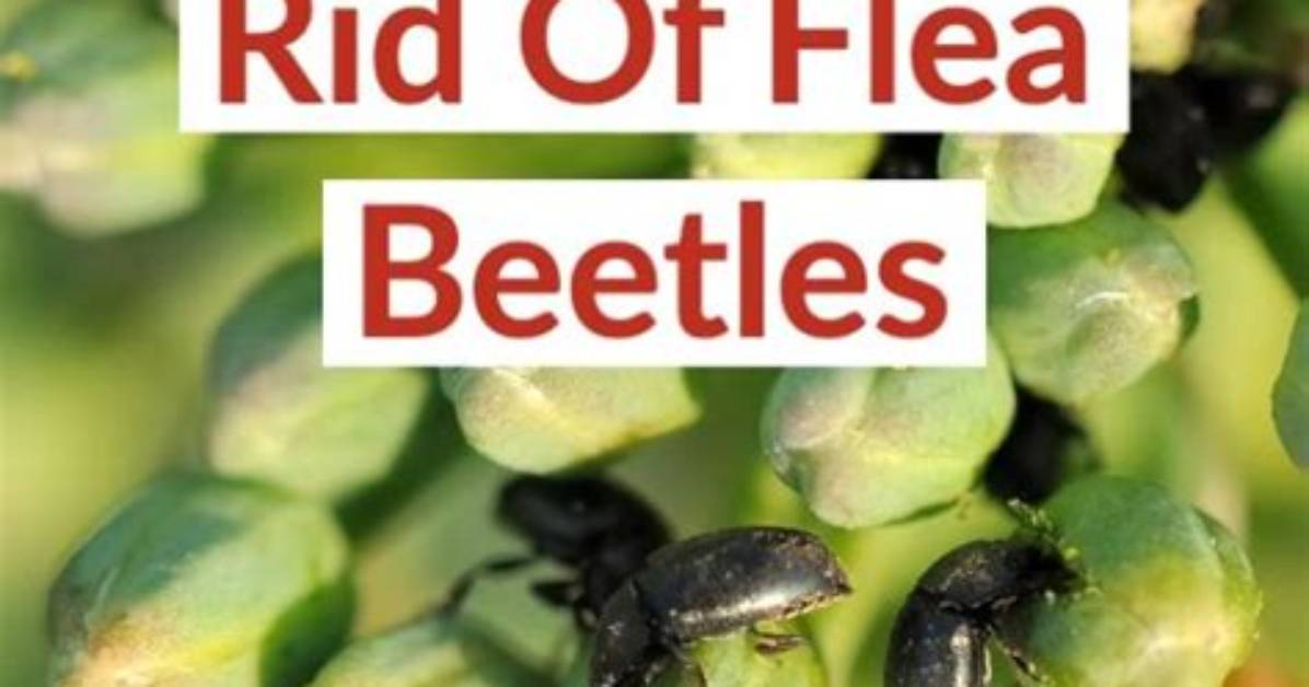 Can Flea Beetles Fly? | Contextresponse. Com
